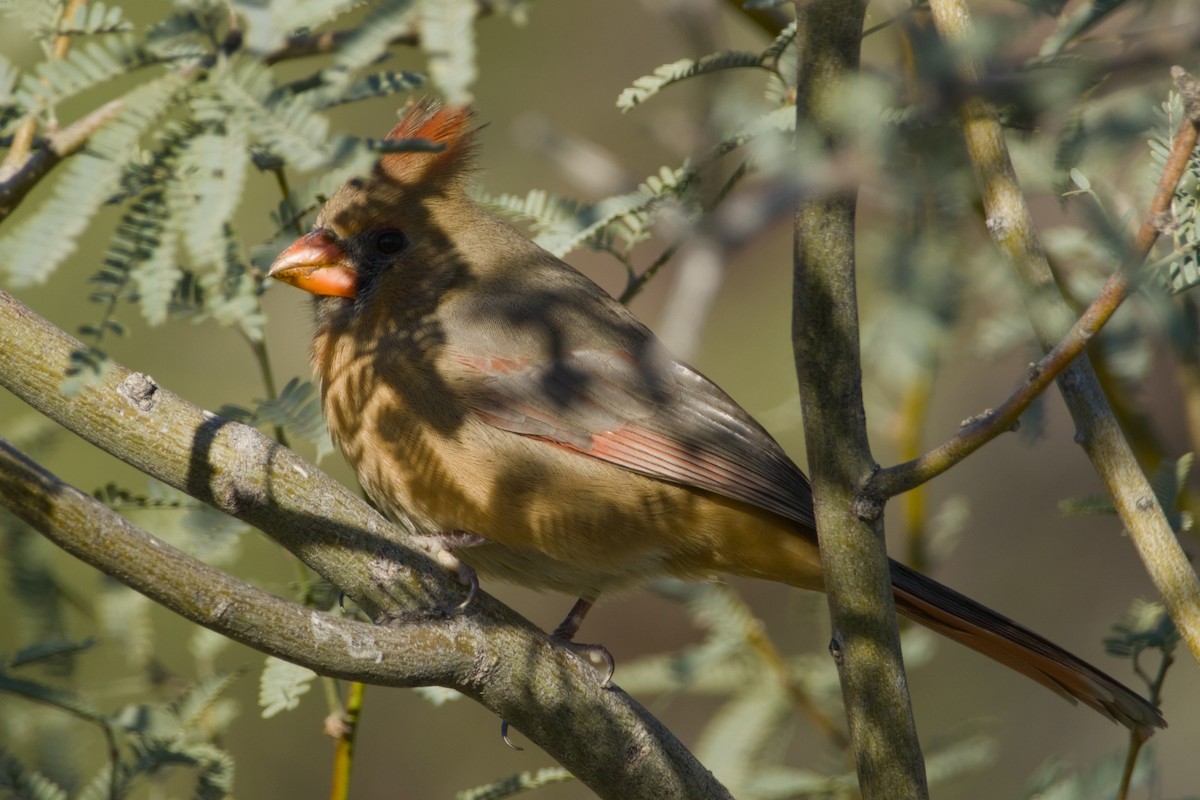 Cardinal rouge - ML646326786
