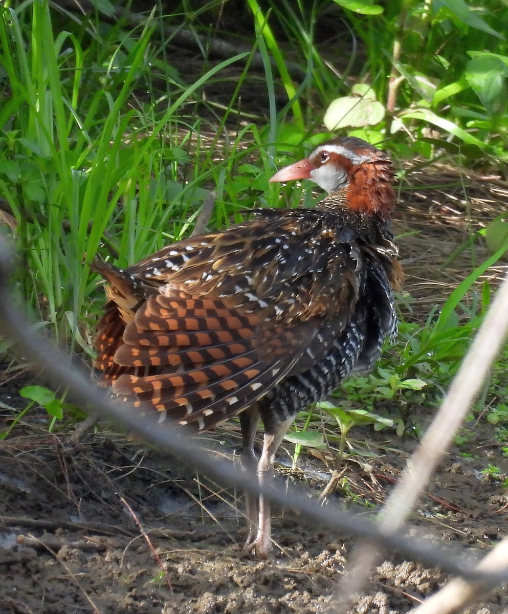 chřástal páskovaný - ML646326788