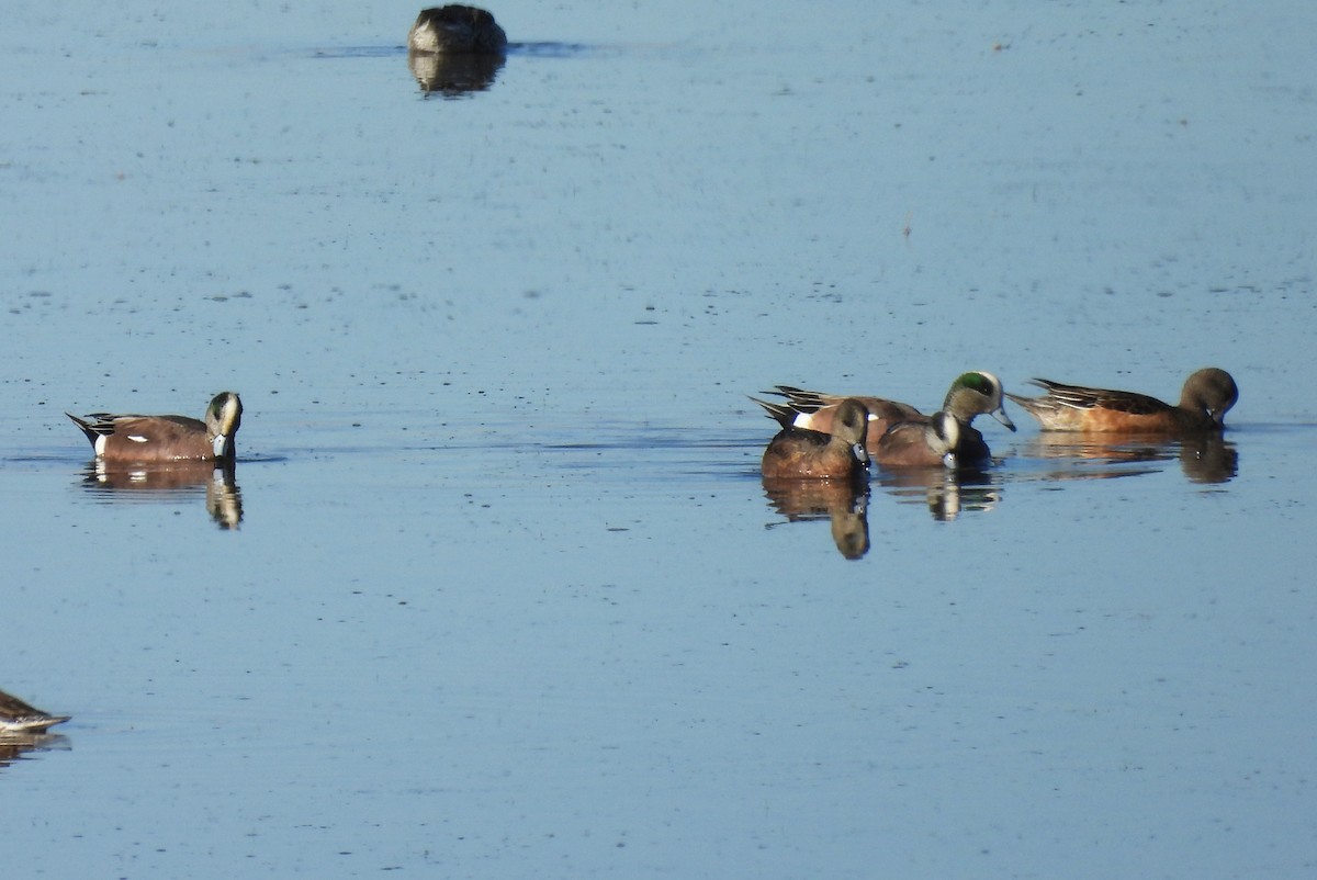American Wigeon - ML646326789