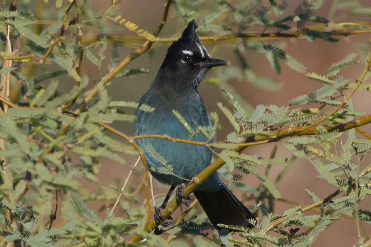 Steller Kargası [diademata grubu] - ML646326791