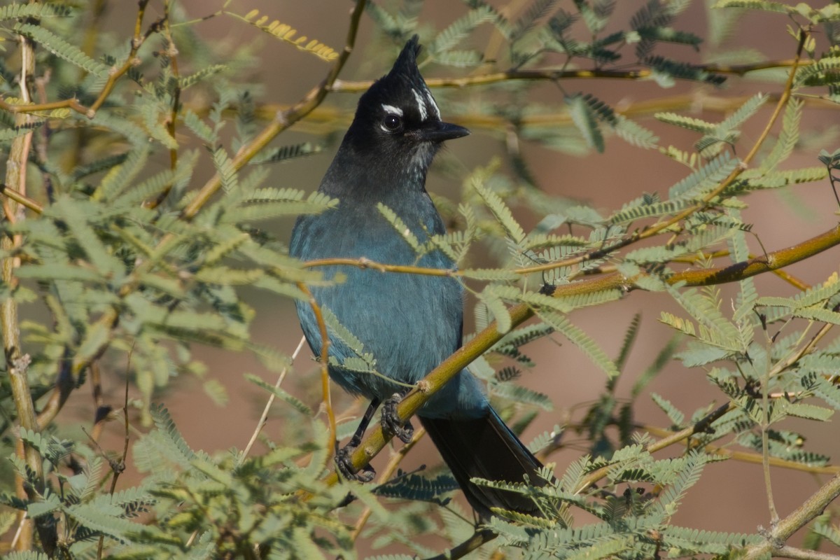 Steller Kargası [diademata grubu] - ML646326792