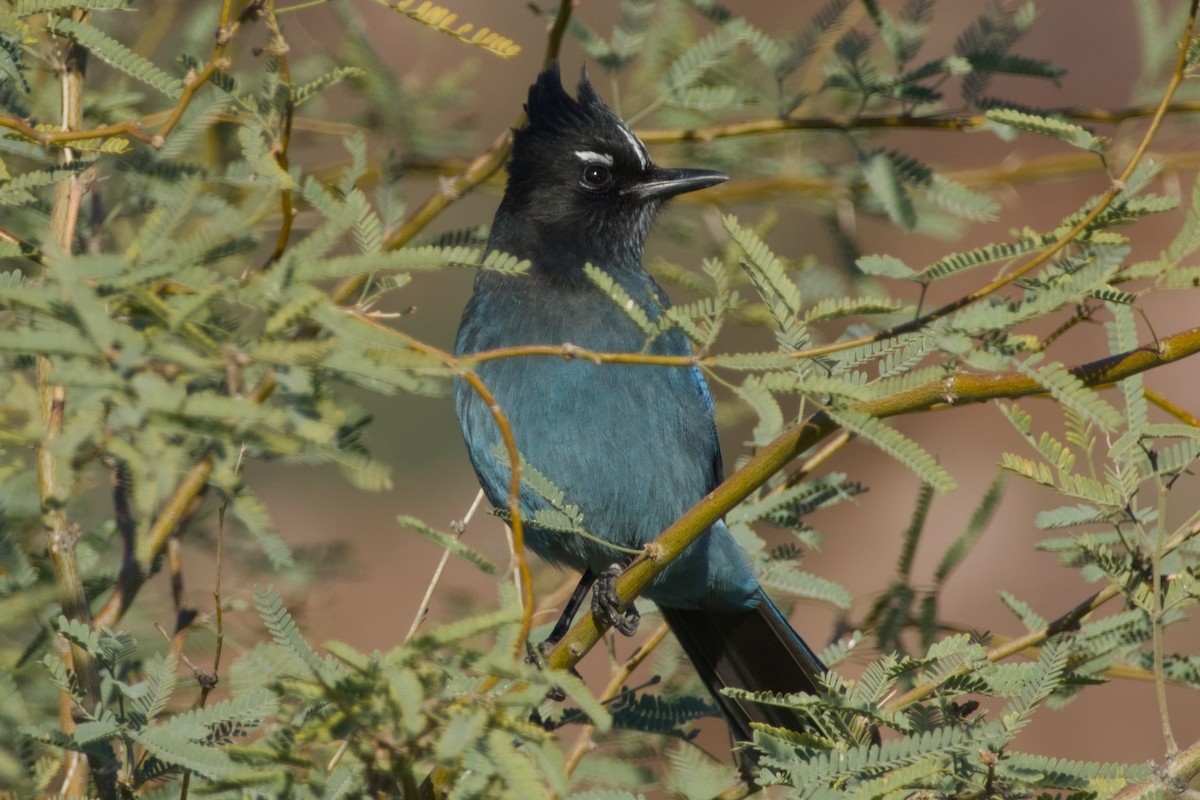 Steller Kargası [diademata grubu] - ML646326793
