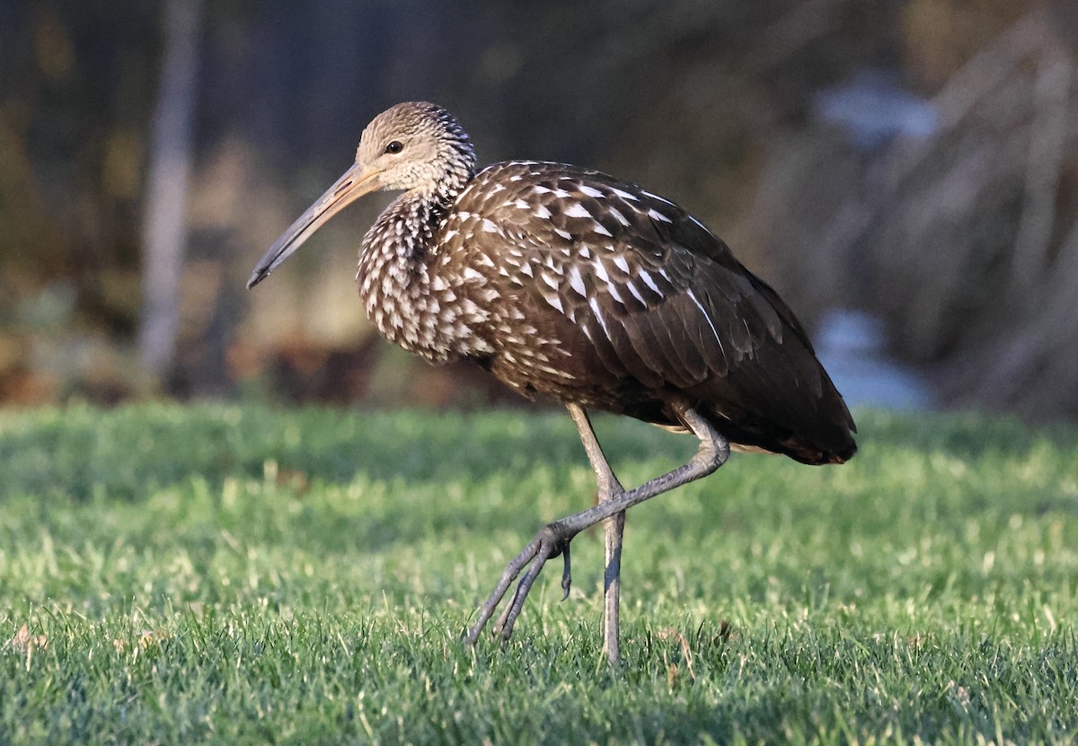 Limpkin - ML646326796