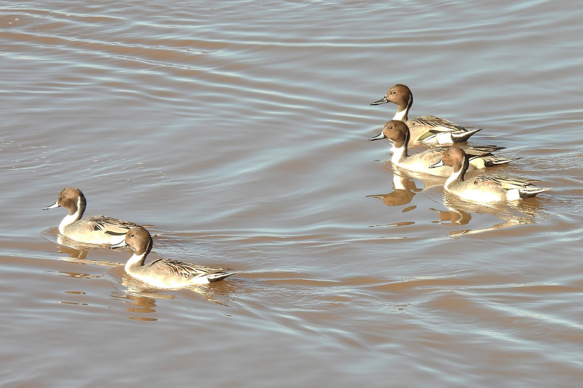 Northern Pintail - ML646326798