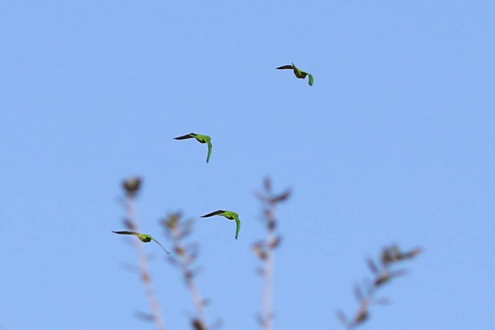 Green Parakeet - ML646326799