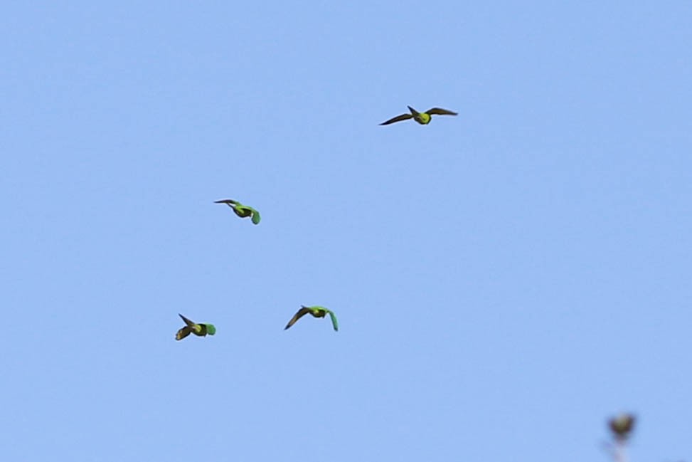 Green Parakeet - ML646326800