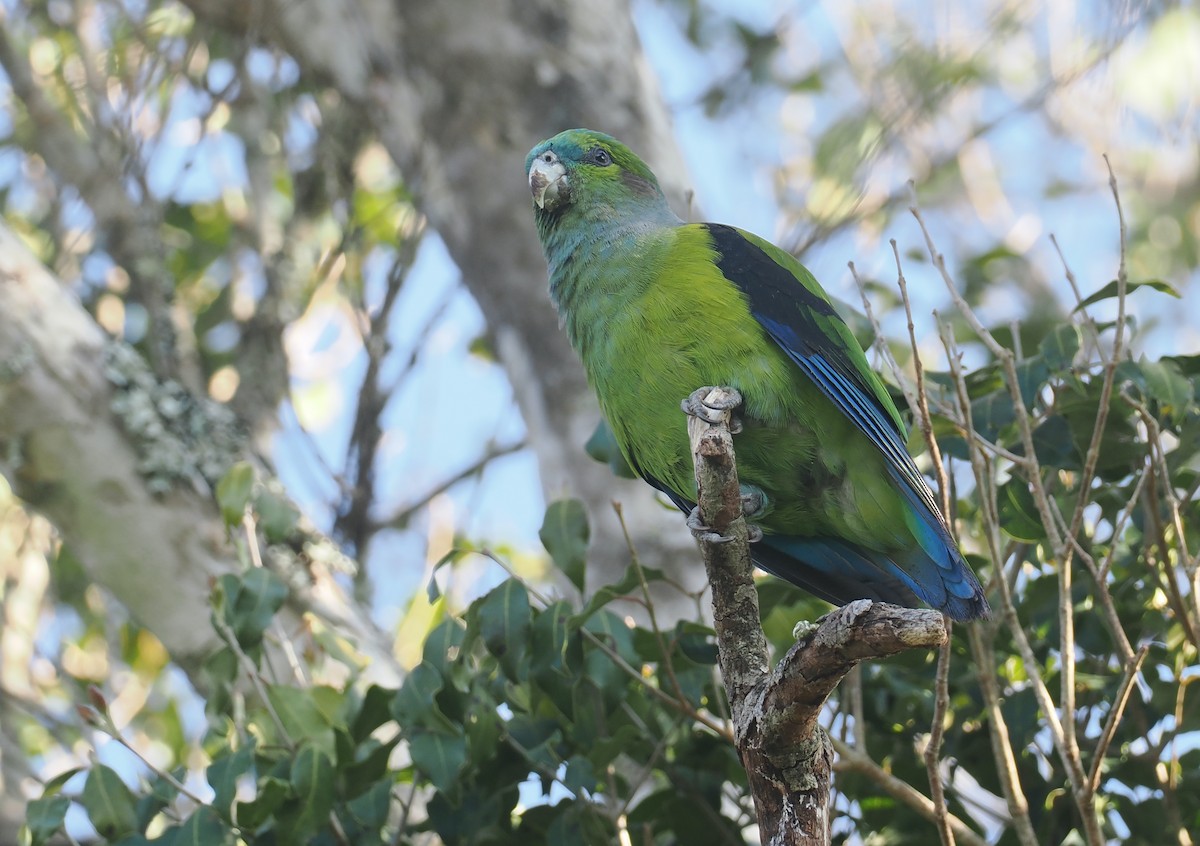 Black-winged Parrot - ML646326803