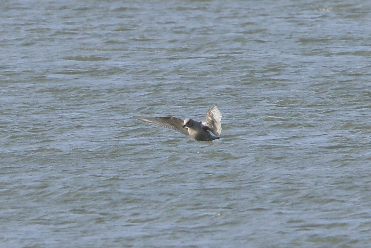 Iceland Gull (Thayer's) - ML646326804