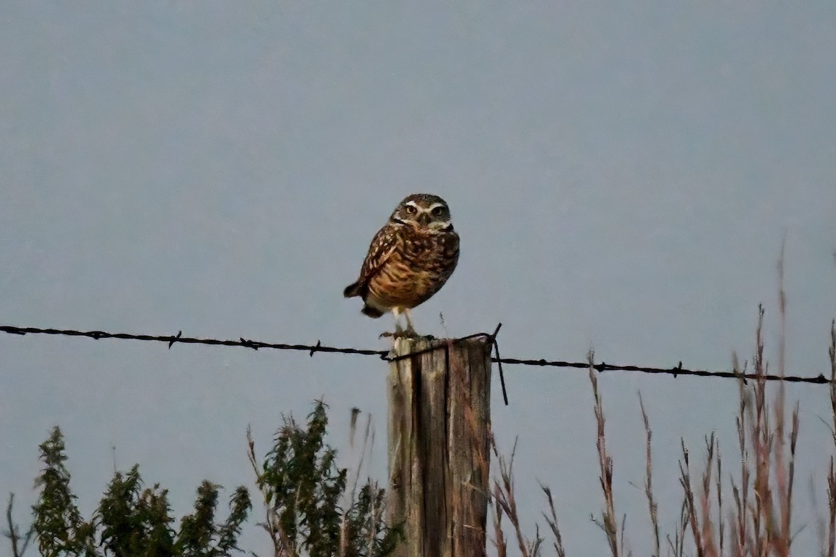 Burrowing Owl - ML646326805