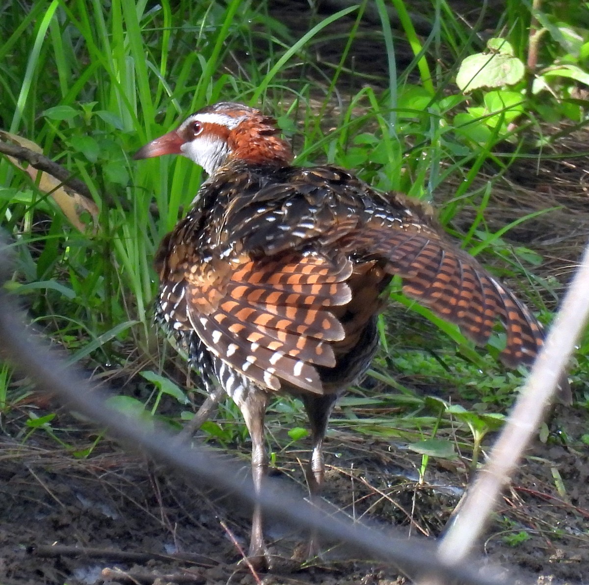 chřástal páskovaný - ML646326810