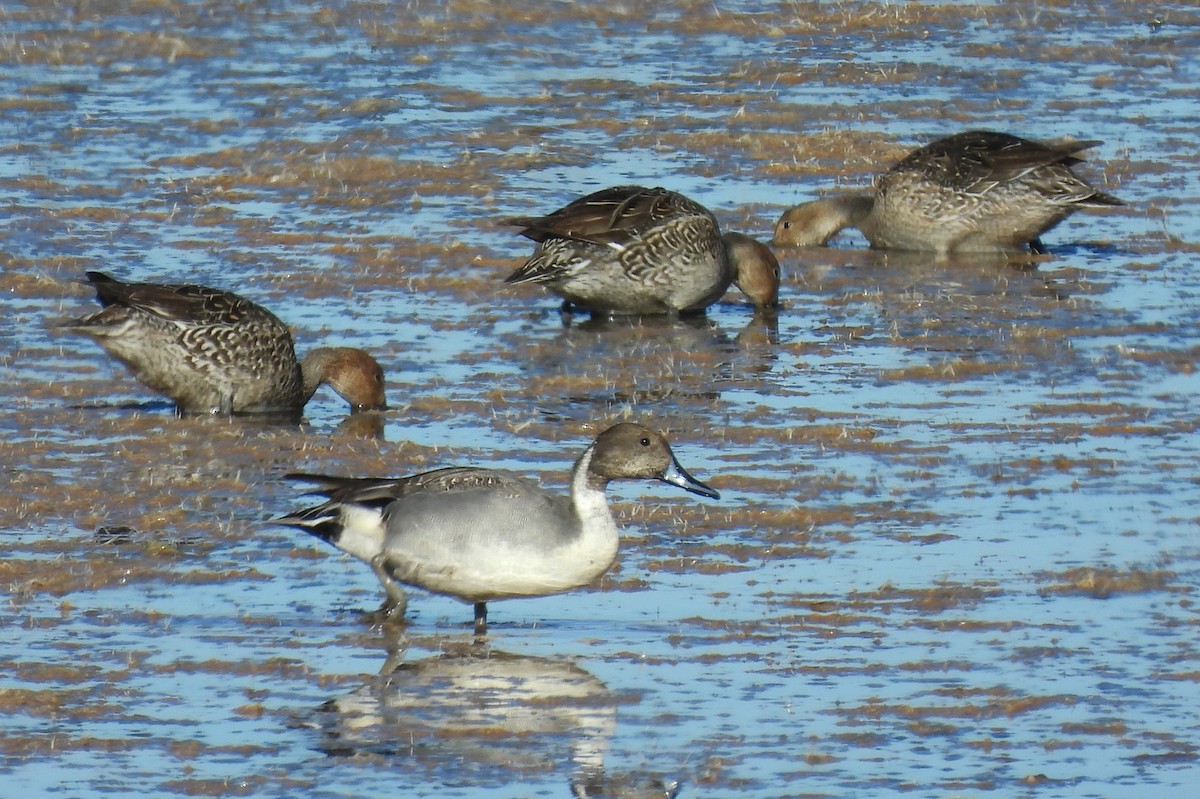 Northern Pintail - ML646326817
