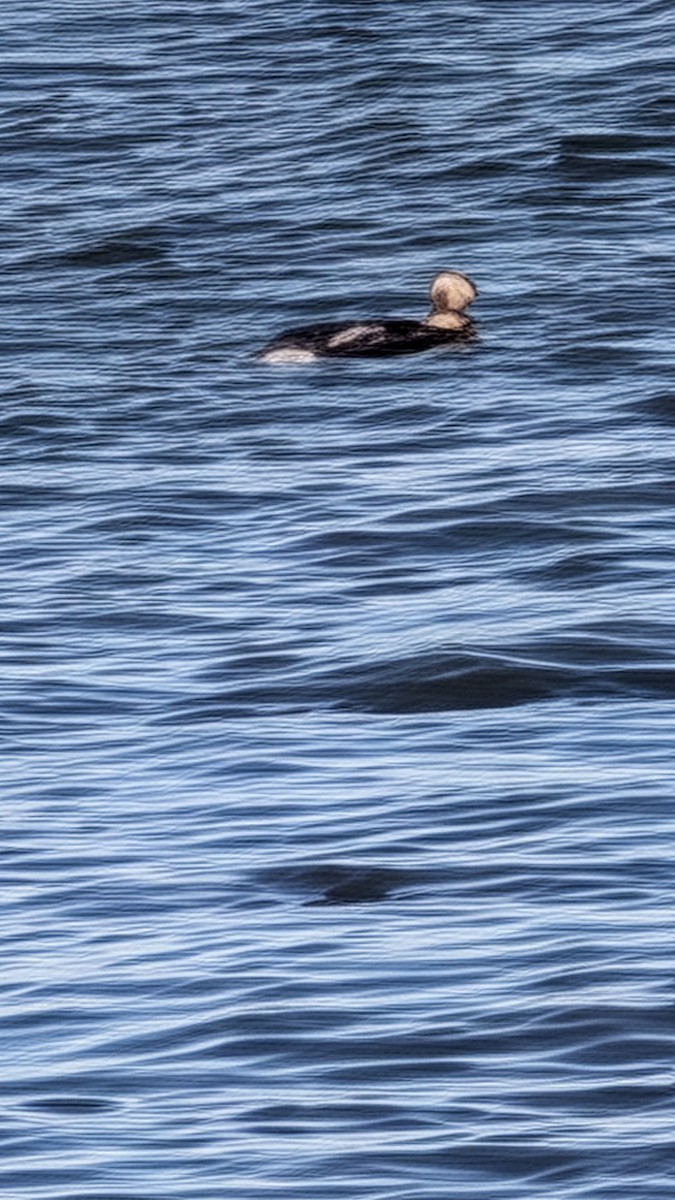 Long-tailed Duck - ML646326820