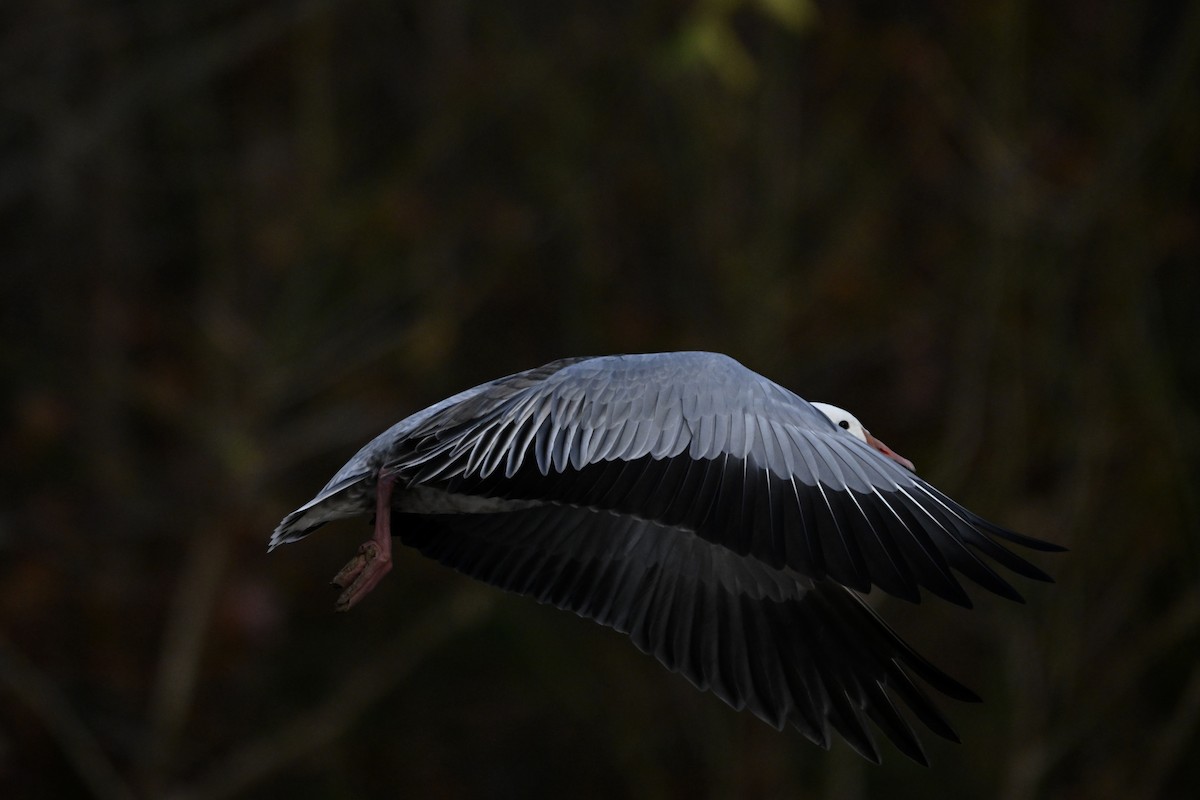 Snow Goose - ML646326844