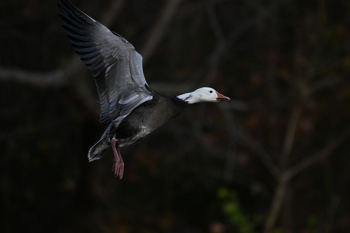 Snow Goose - ML646326845