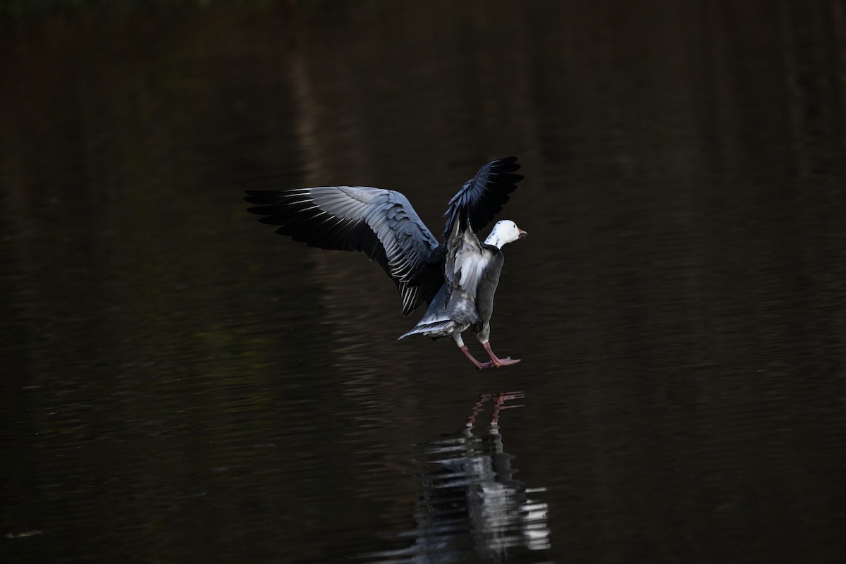 Snow Goose - ML646326846
