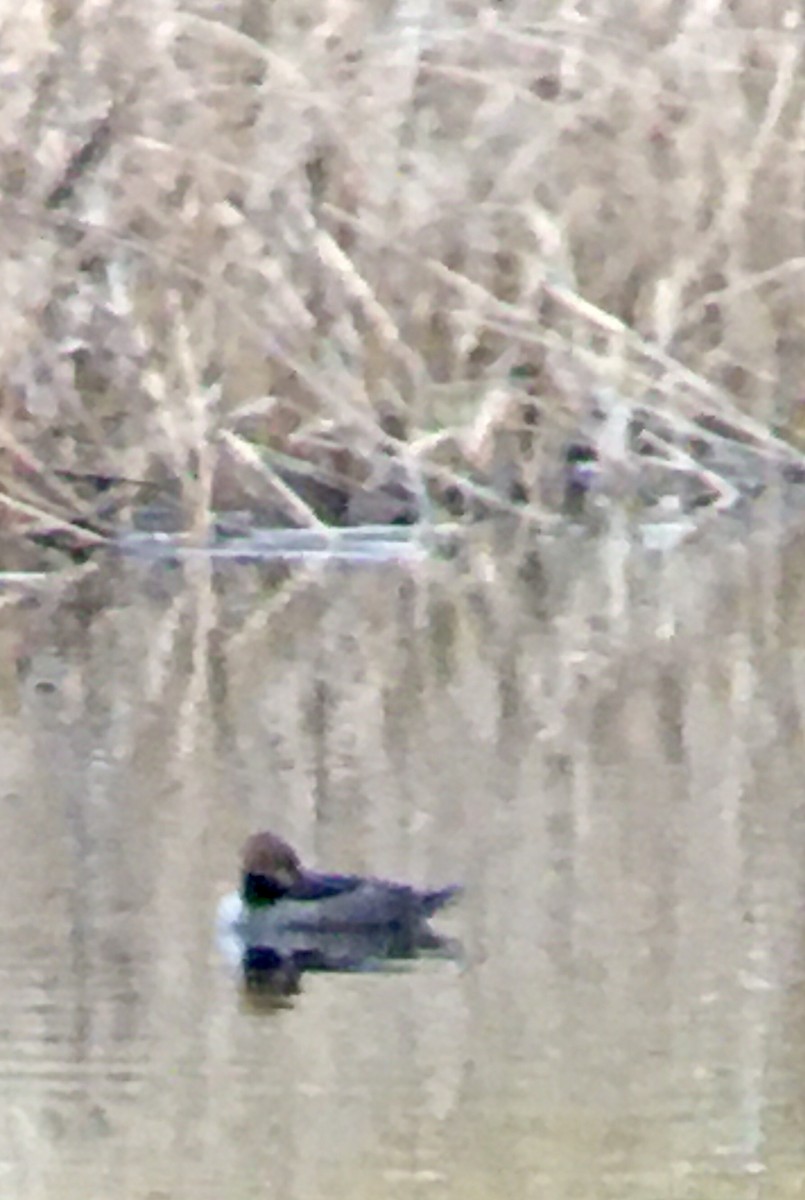 Hooded Merganser - ML646326847