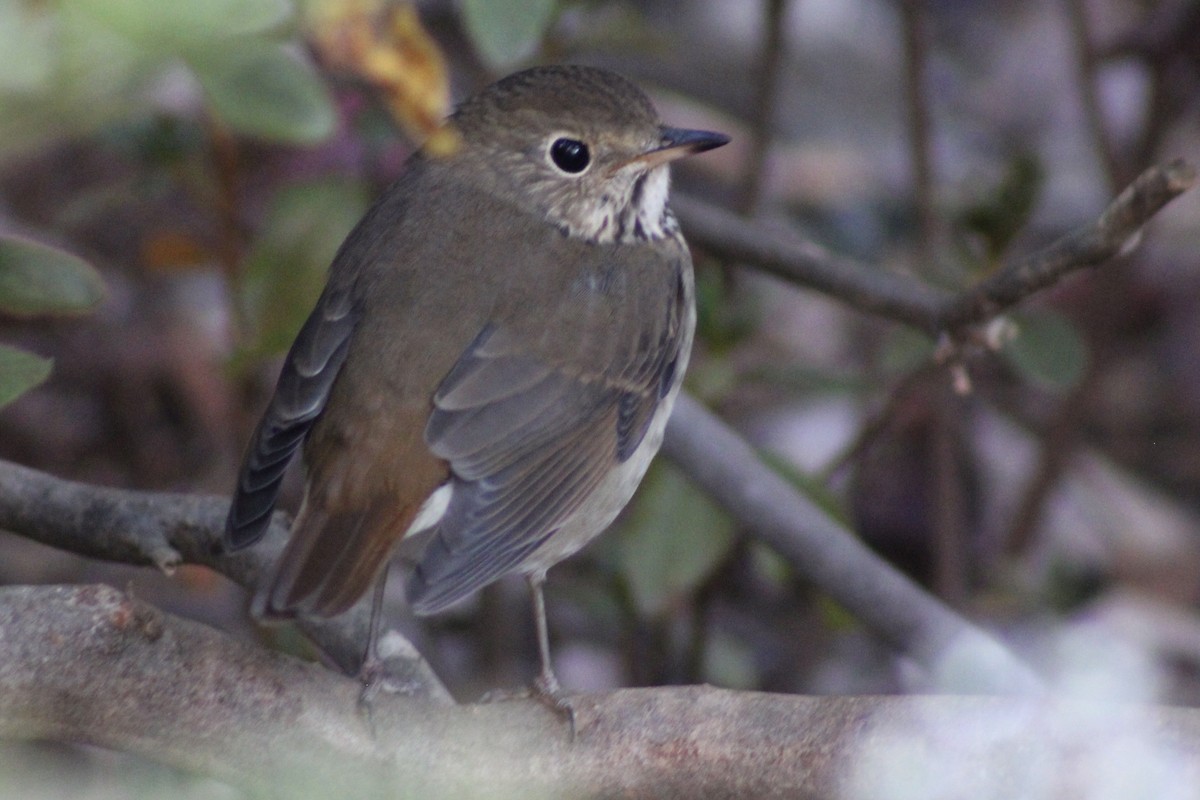 Hermit Thrush - ML646326848