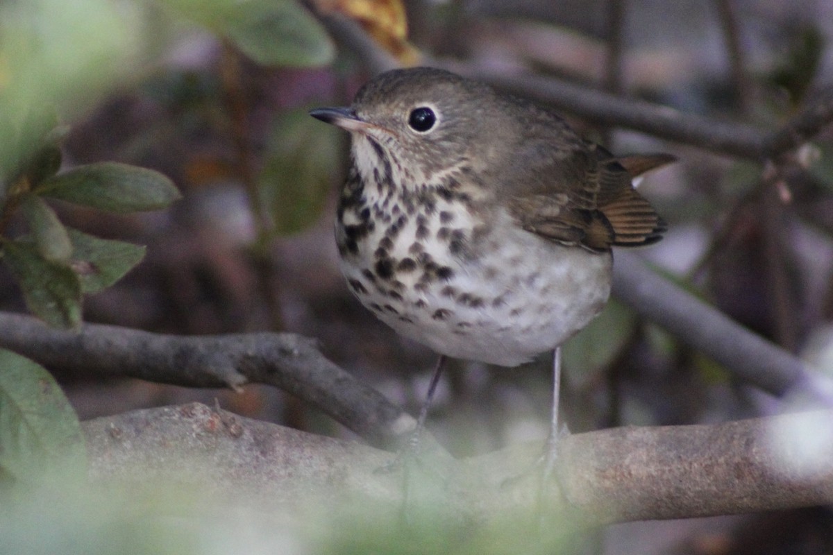 Hermit Thrush - ML646326850