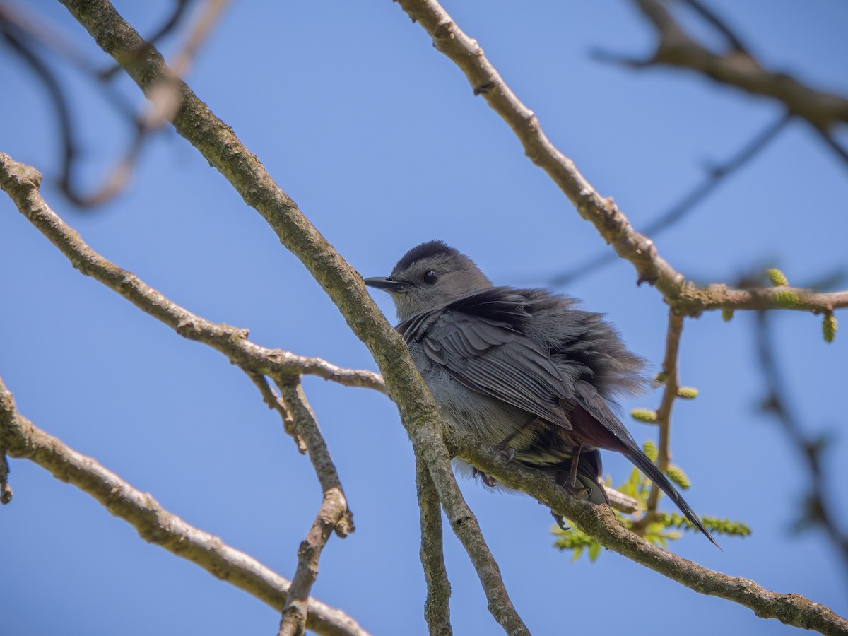 Пересмішник сірий - ML646326851