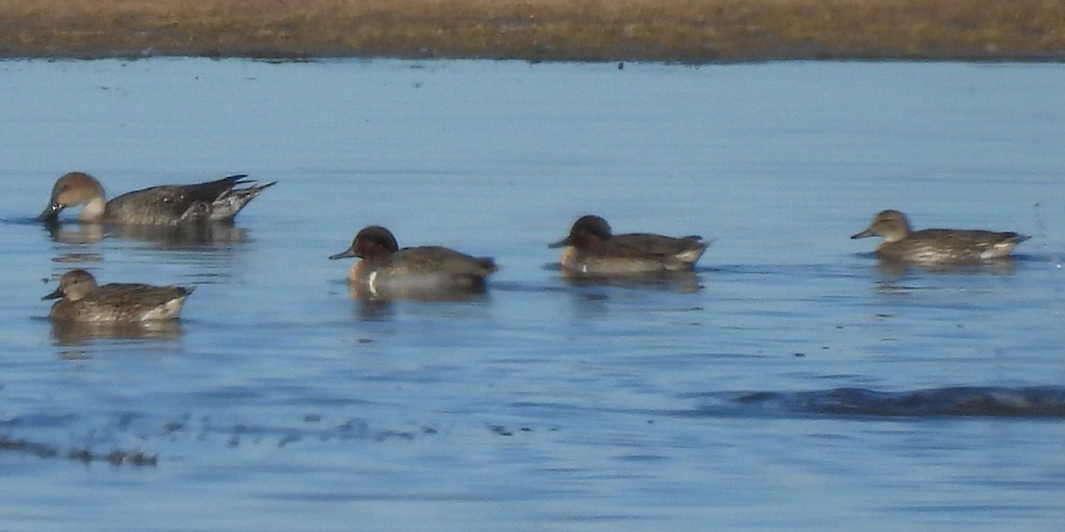 Green-winged Teal (American) - ML646326852