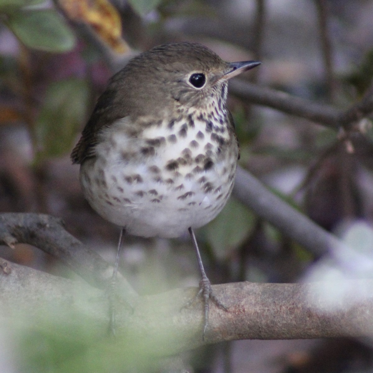 Hermit Thrush - ML646326853