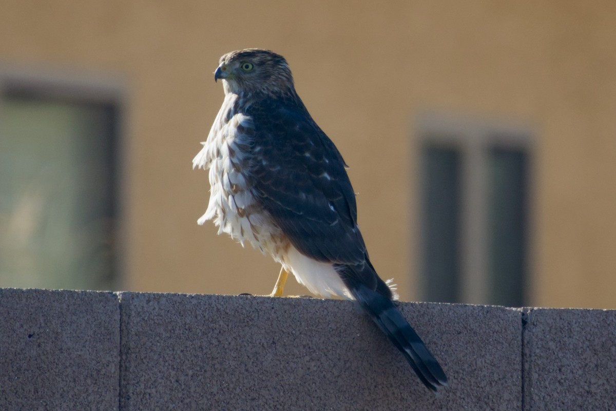 Cooper's Hawk - ML646326855