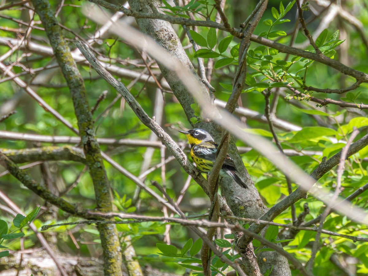 Пісняр-лісовик канадський - ML646326856