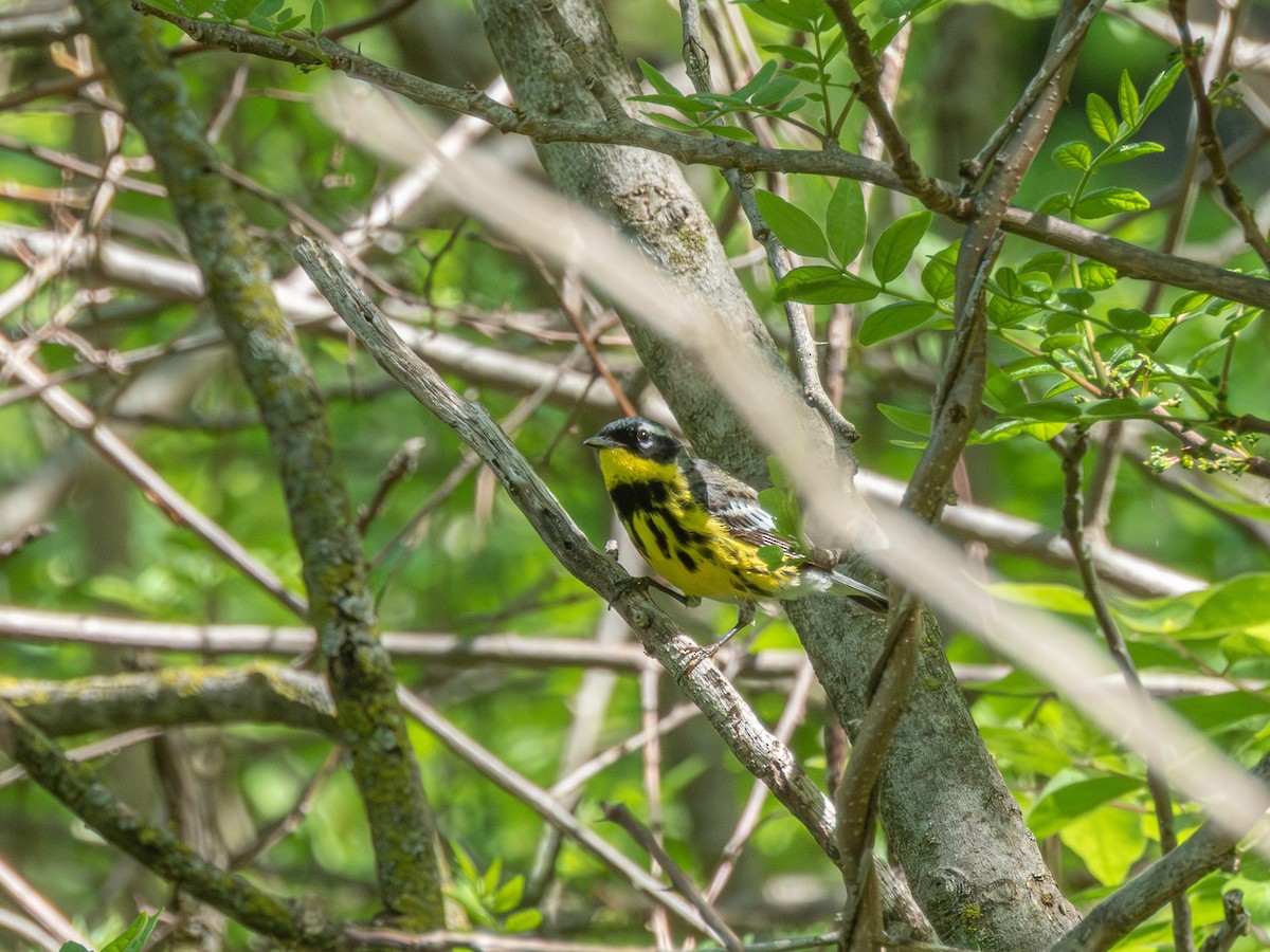 Пісняр-лісовик канадський - ML646326857