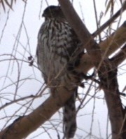 Cooper's Hawk - ML646326858