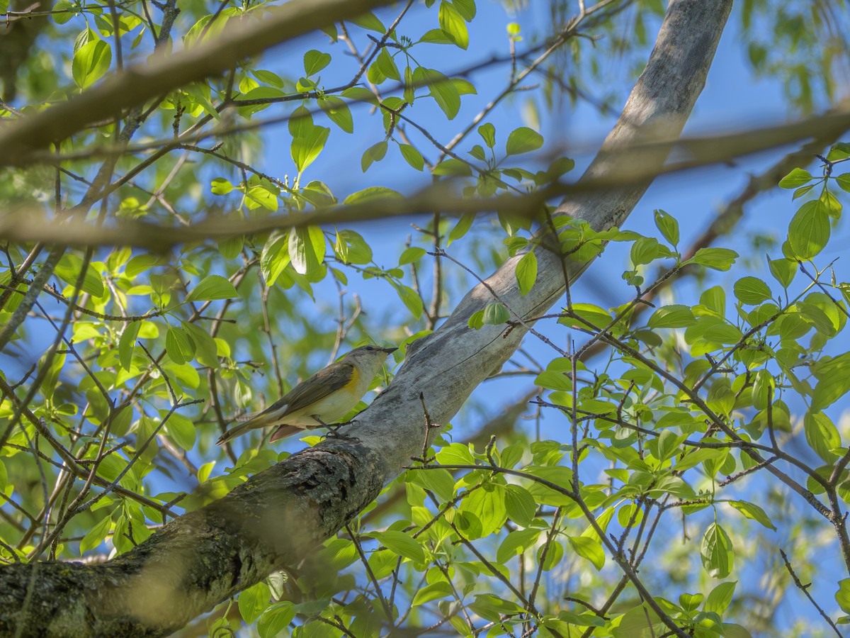 סבכון חכלילי - ML646326862