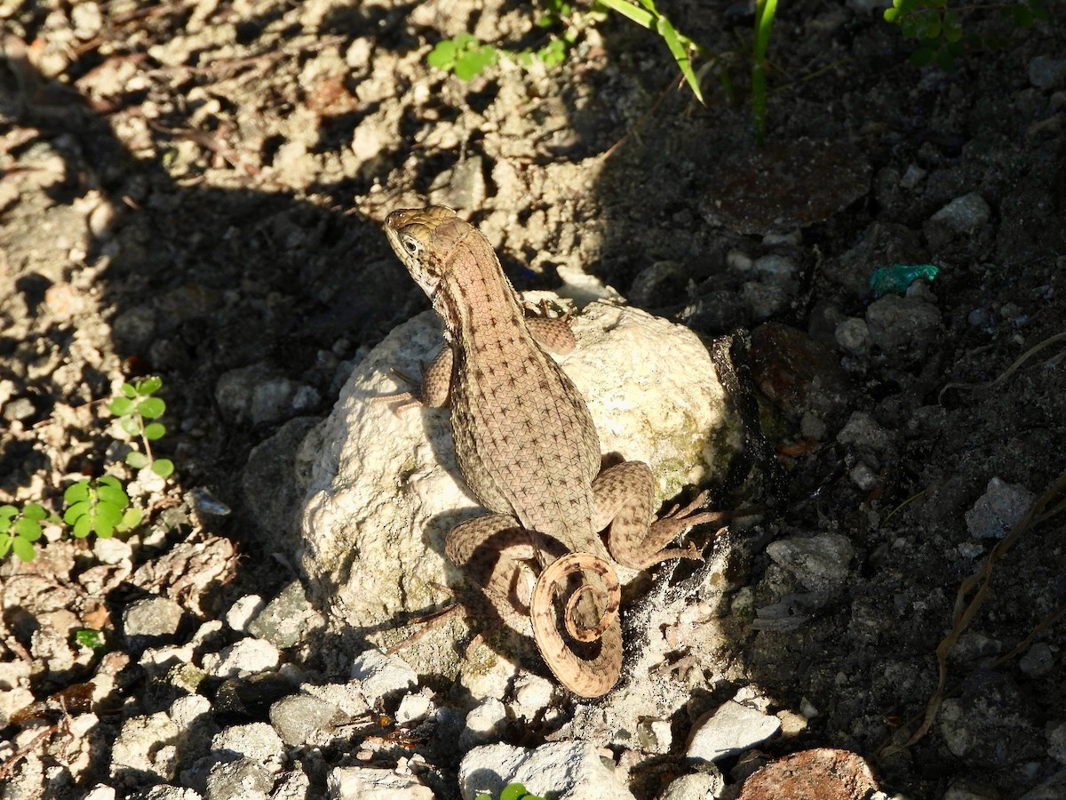Northern Curly-tailed Lizard - ML646326865