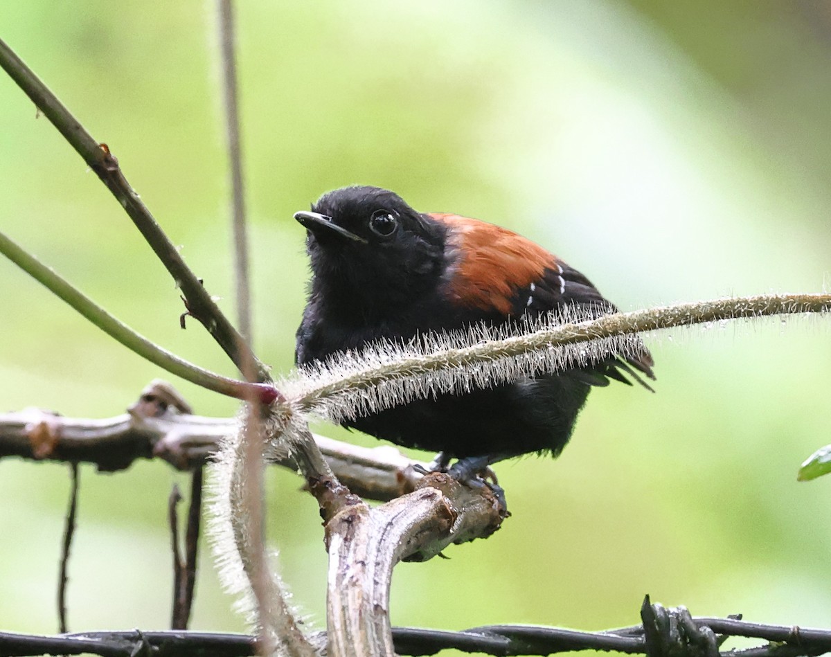 Black-hooded Antwren - ML646326876