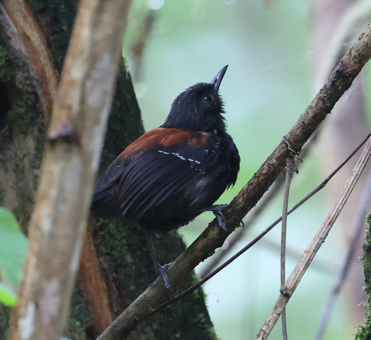 Black-hooded Antwren - ML646326877