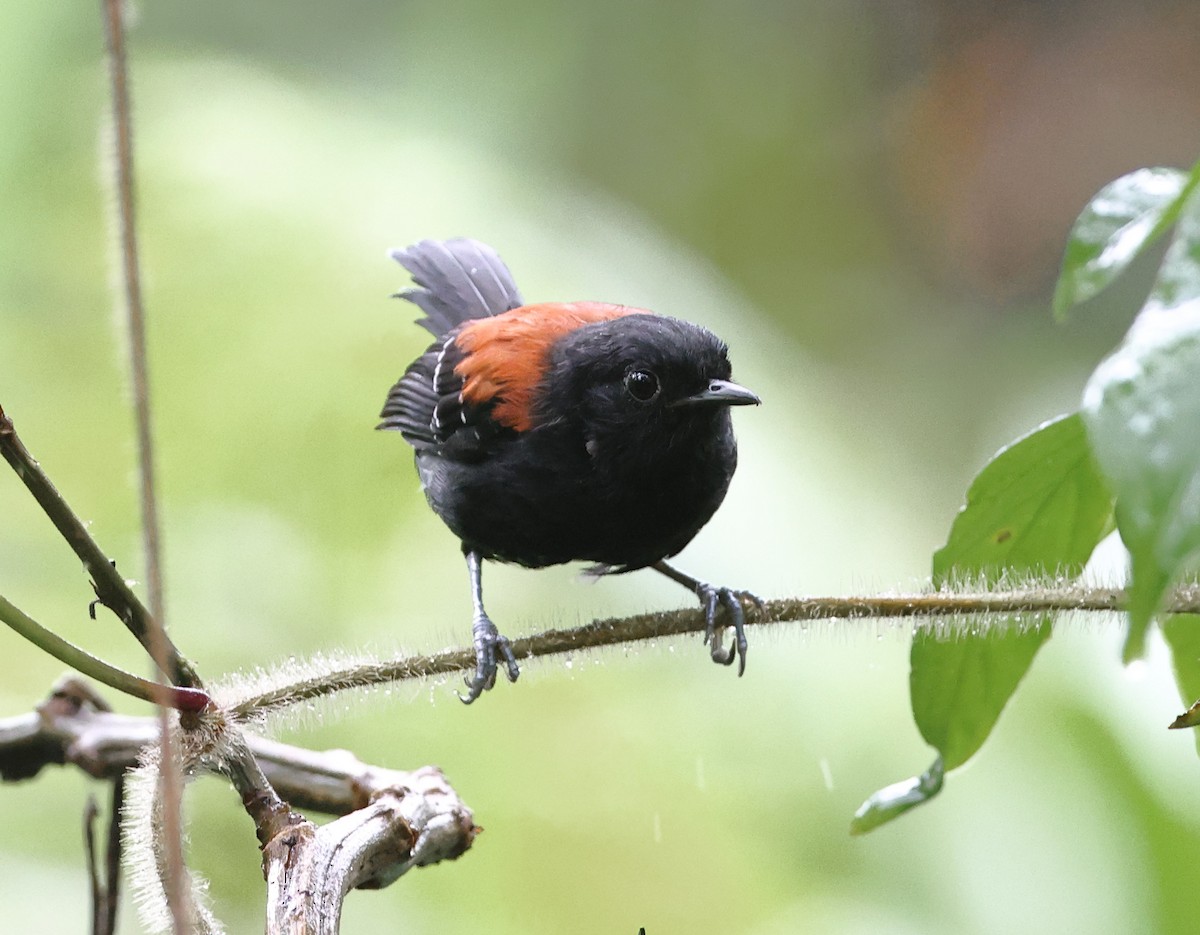 Black-hooded Antwren - ML646326878