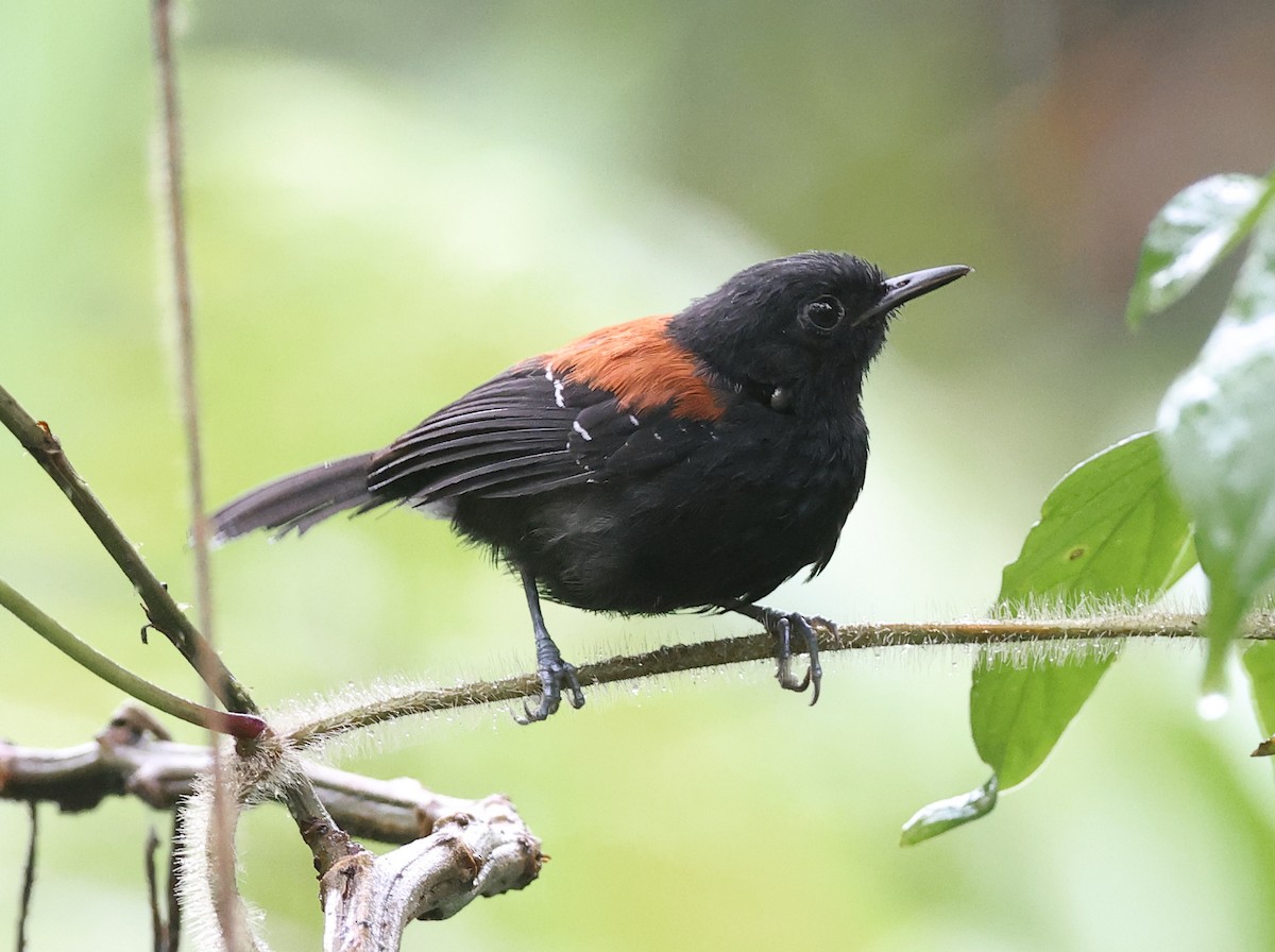 Black-hooded Antwren - ML646326880