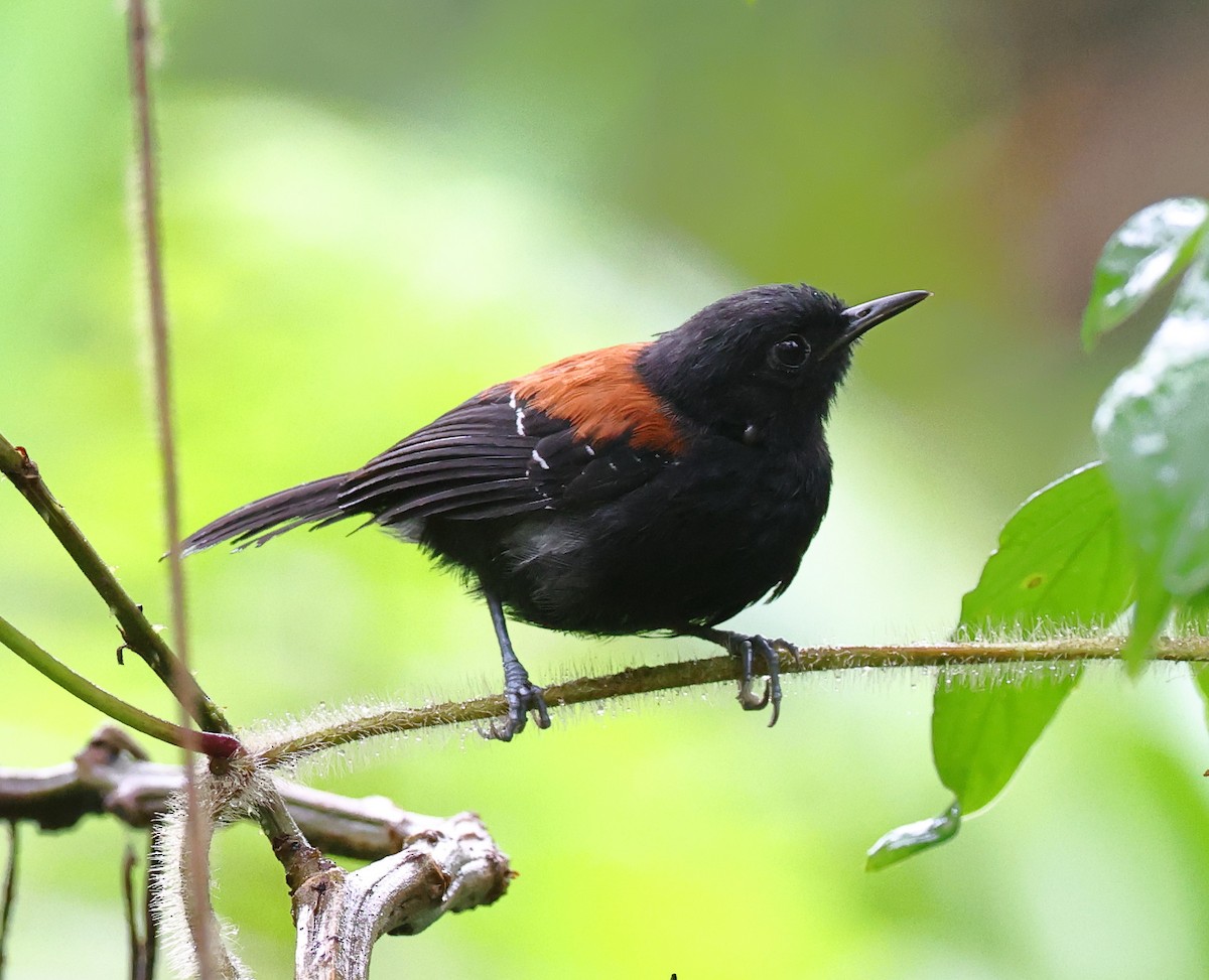 Black-hooded Antwren - ML646326881