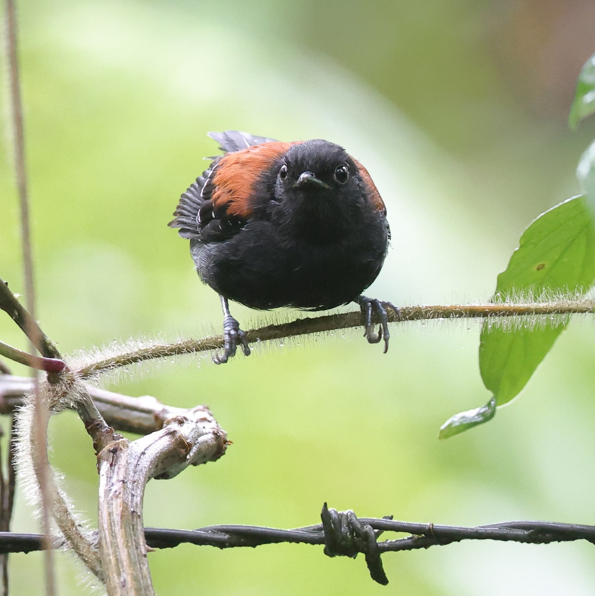 Black-hooded Antwren - ML646326882