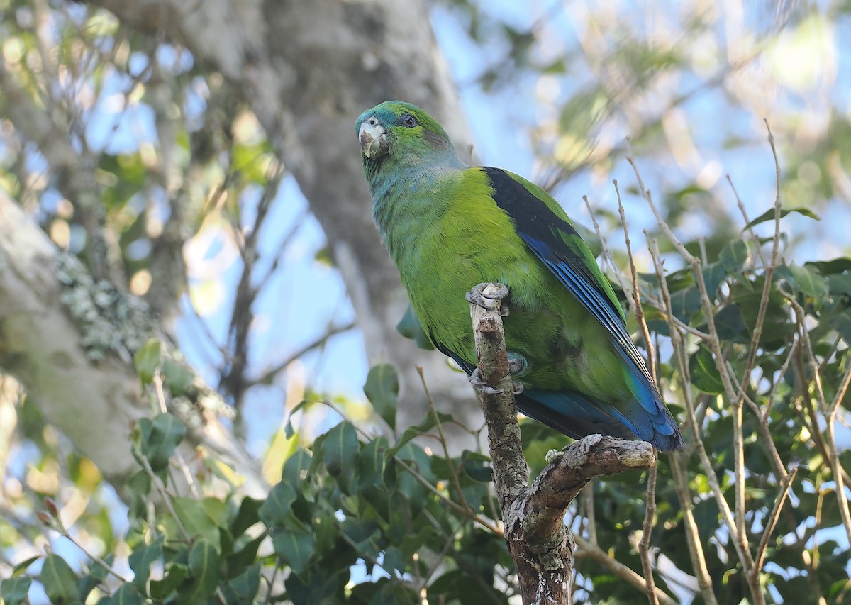 Black-winged Parrot - ML646326885
