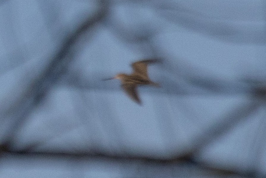 アメリカタシギ - ML646326890