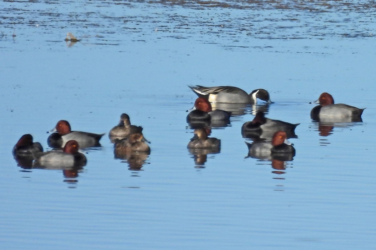 Redhead - ML646326891