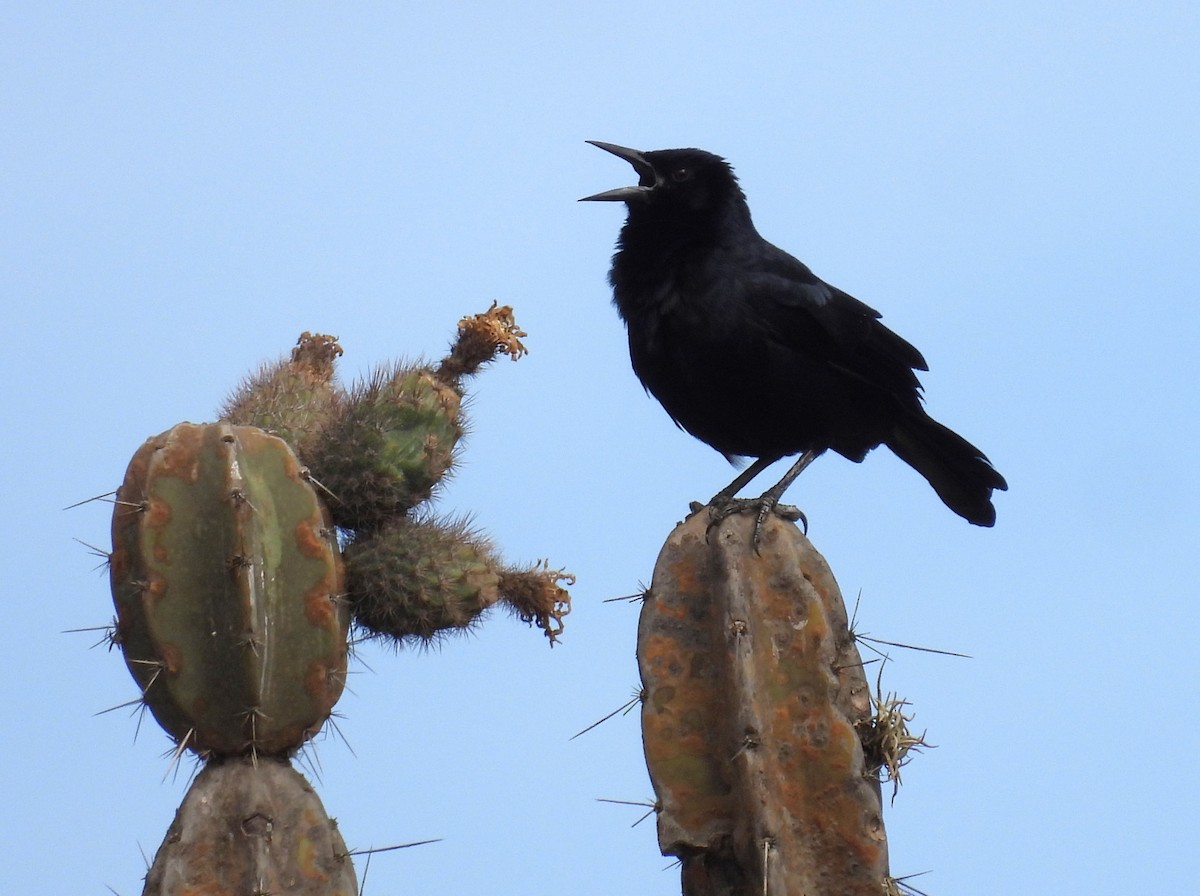 Scrub Blackbird - ML646326901