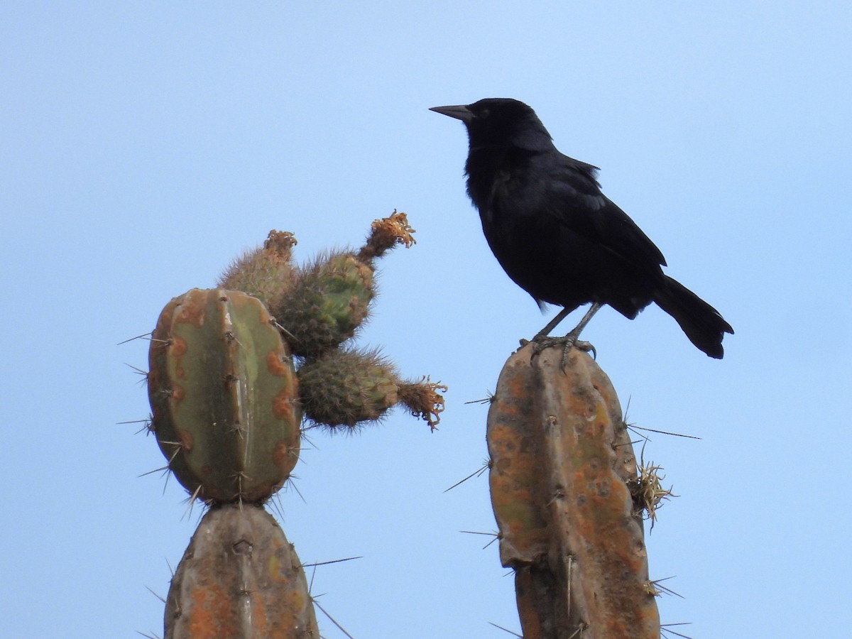 Scrub Blackbird - ML646326902