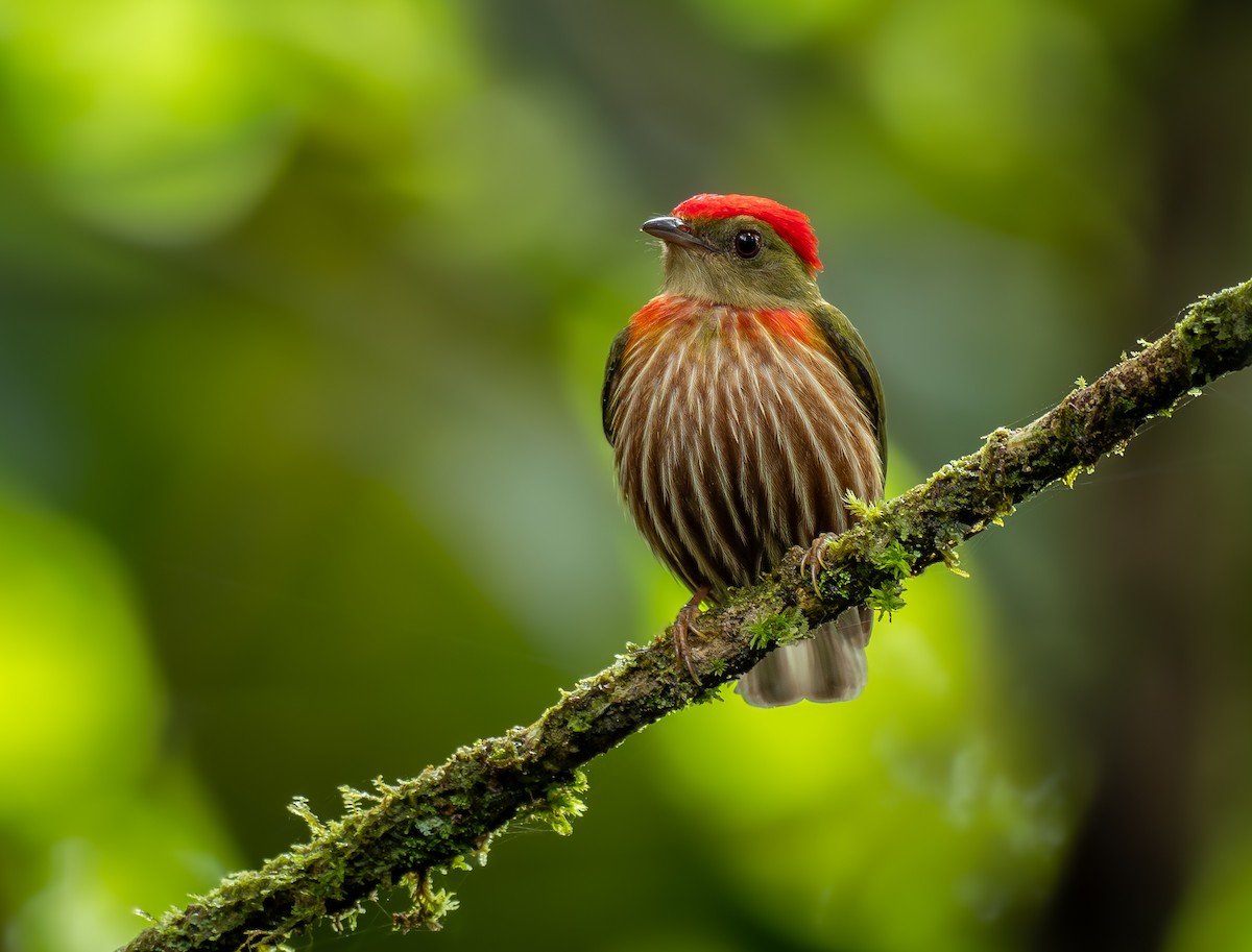Striolated Manakin - ML646326903