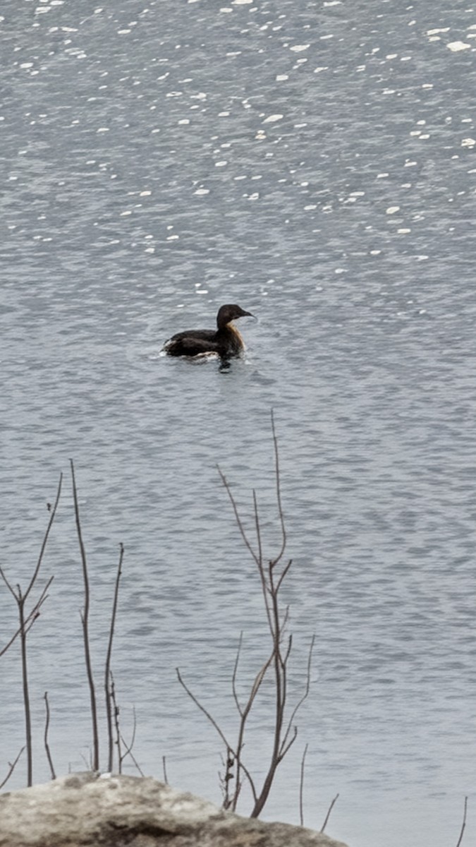 Pied-billed Grebe - ML646326911