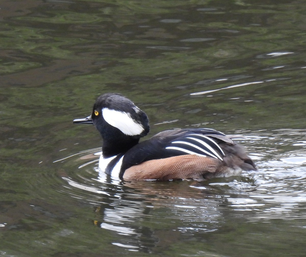 Hooded Merganser - ML646326913