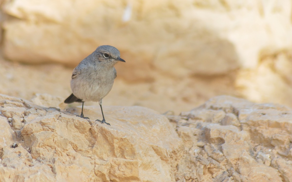 ハイイロイワビタキ - ML646326914