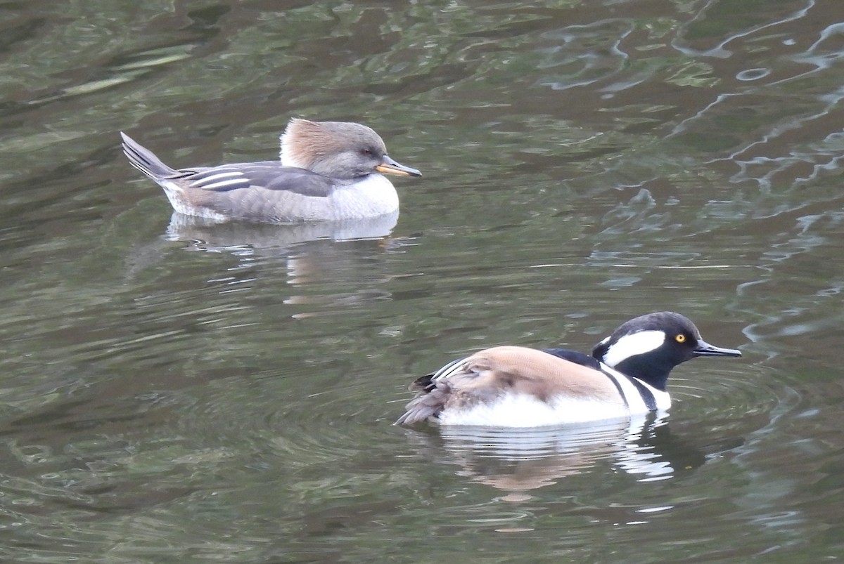 Hooded Merganser - ML646326916