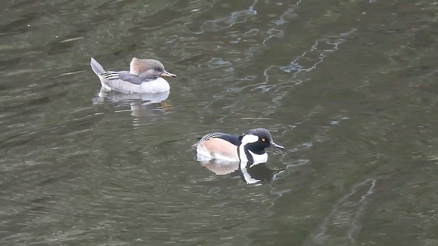 Hooded Merganser - ML646326918
