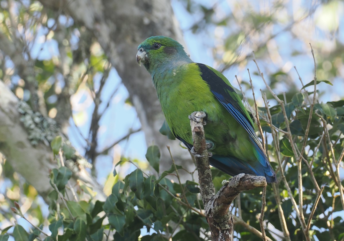 Black-winged Parrot - ML646326923