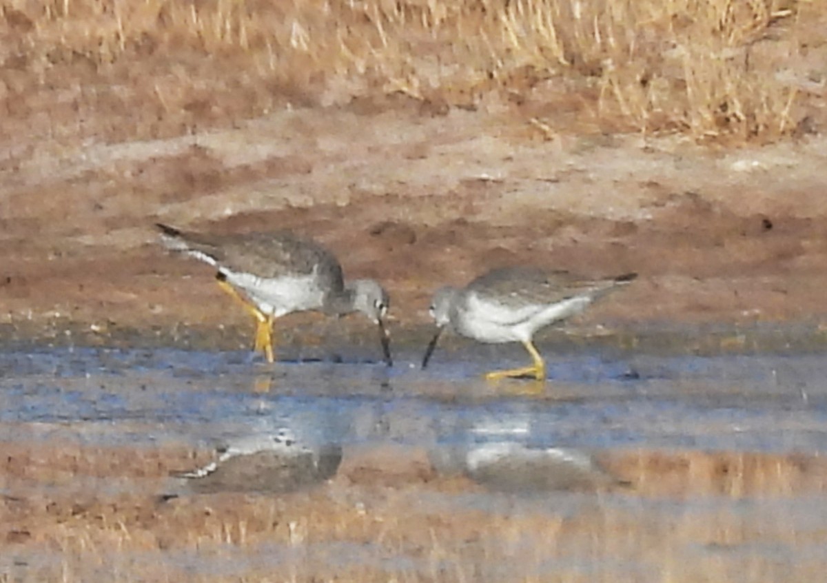 Greater Yellowlegs - ML646326924